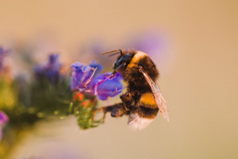  Wie lange dauern Schmerzen nach Bienenstich?