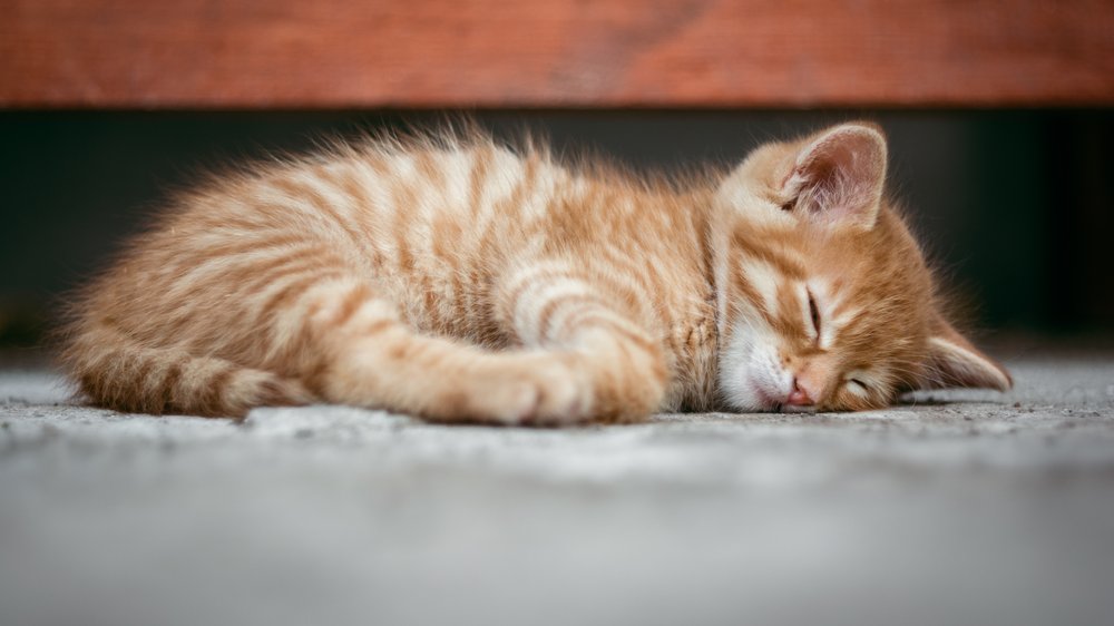 schlafposition katze schmerzen